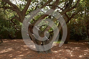 DISTORTED TREE TRUNKS IN THE BOTANIC GARDENS