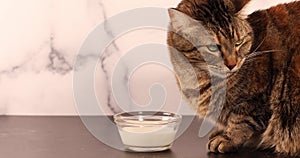 Distracted house cat trying to drink milk but unconfortale