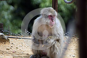 A distracted japanese macaque just hanging out