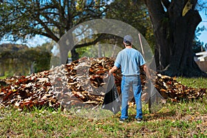 A distraught man with a rake and garbage bag in his hands is standing in front of a giant pile of leaves