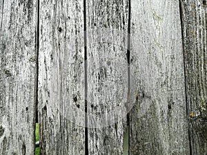 Distressed White Painted Wood Plank with Decaying Texture