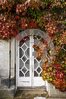 A distressed white wooden door, surrounded by vibrant red and green climbing ivy