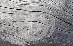 Distressed wooden texture closeup photo. Cold grey wood background.