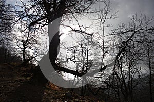 Distressing and fairy-tale dark tree trunks. gloomy and hostile environment, wild. inhospitable nature photo