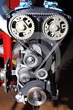 Distribution belt of an endothermic engine