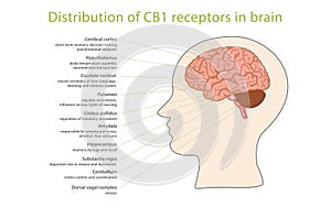 Distribution of CB1 receptors in brain photo