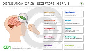 Distribution of CB1 Receptors in Brain horizontal business infographic