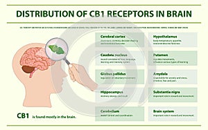 Distribution of CB1 Receptors in Brain horizontal infographic