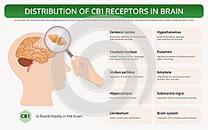 Distribution of CB1 Receptors in Brain horizontal textbook infographic