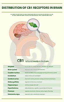 Distribution of CB1 Receptors in Brain vertical infographic