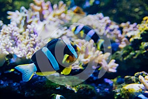 Orangefin Anemonefish