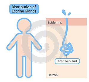 Distribution of Eccrine sweat glands in human body and skin diagram. Health care concept