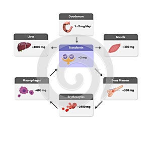 distribution of iron in the body, Iron metabolism. from liver, intestine and spleen. Ferrum circulation, recycling, stores and