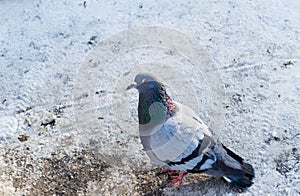 Distrusting pigeon on asphalt
