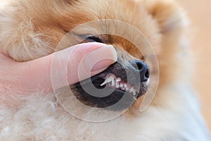 Disturbance of teeth changes in dogs of small breeds, puppy pomeranian spitz with two rows of teeth, hyperdontia