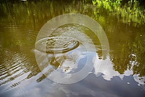 Disturbance in a tranquil pond sends ripples outward.