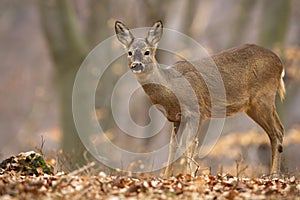 Disturbed roe deer doe standing in autumn forest.