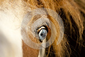 Disturbing horse eye