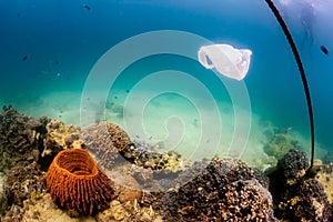 Disused plastic bag floating over a coral reef