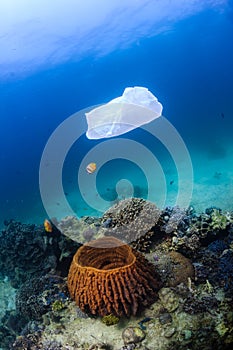 Disused plastic bag floating over a coral reef