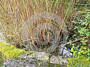 Disused pond left to go wild in a disused house garden , Nature has taken over in this urban area Devon uk