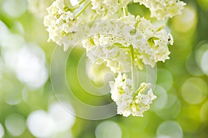 Dita, Devil Tree or Alstonia scholaris flower photo