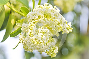 Dita, Devil Tree or Alstonia scholaris photo