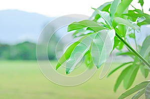 Dita, Devil Tree or Alstonia scholaris , mountain and sky background or Cerbera odollam Gaertn or Grey milkwood or Pong pong tree