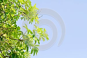 Dita, Devil Tree or Alstonia scholaris and sky photo