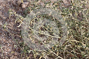 Ditaxis Neomexicana Leaf - Borrego Valley Desert - 121923 photo