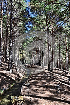 Ditch Almiar surrounded by pine trees near Puente Palo in the Alpujarra in autumn photo