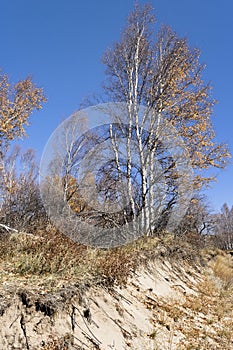 Ditch with a birch trees, Inner Mongolia, Hebei, Mulan Weichang, China, Asia
