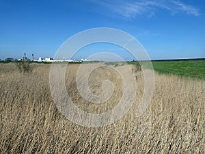 Ditch covered in reeds