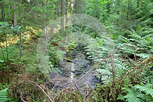 Ditch in forest at summer.