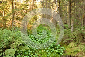 Ditch in forest at summer.