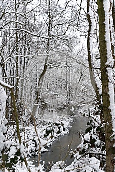 A ditch in the forest in winter
