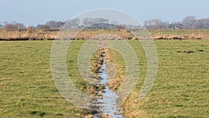Ditch and meadows in waterland Friesland, selective focus