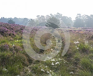 ditch between patches of colorful heather in dutch province of utrecht on foggy summer morning