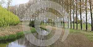 A ditch with reed and green willows and a row of large trees in springtime in the dutch countryside