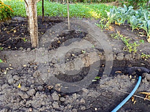 Ditches to facilitate watering plants in the garden photo