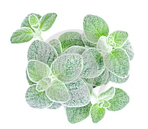 Dittany Cretan herb Dictamus isolated on white backround. Origanum dictamnus