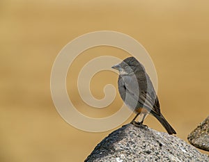 Diuca-finch perched on a rock on the ground