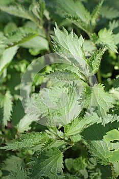 Diuretic stinging nettle or Urtica Dioica for tonic herbal properties