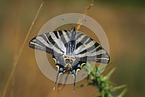 Diurnal milk-sucking butterfly. photo