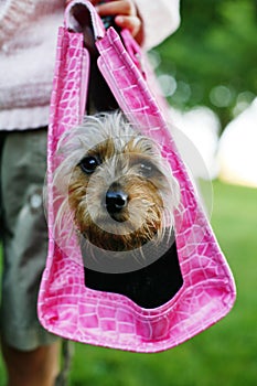 Diva Pup in a carrier.