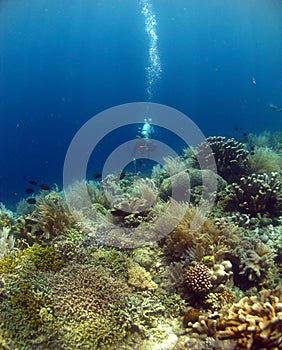 DIVE WITH BEAUTIFUL CORALS