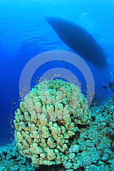 Dive Boat and Coral Reef
