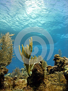 Dive boat and reef