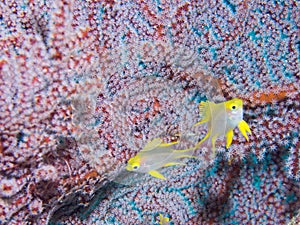 Dive photo in Malaysia Semporna Borneo Sipadan