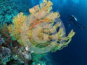 Dive photo in Tubbataha Palawan Philippines